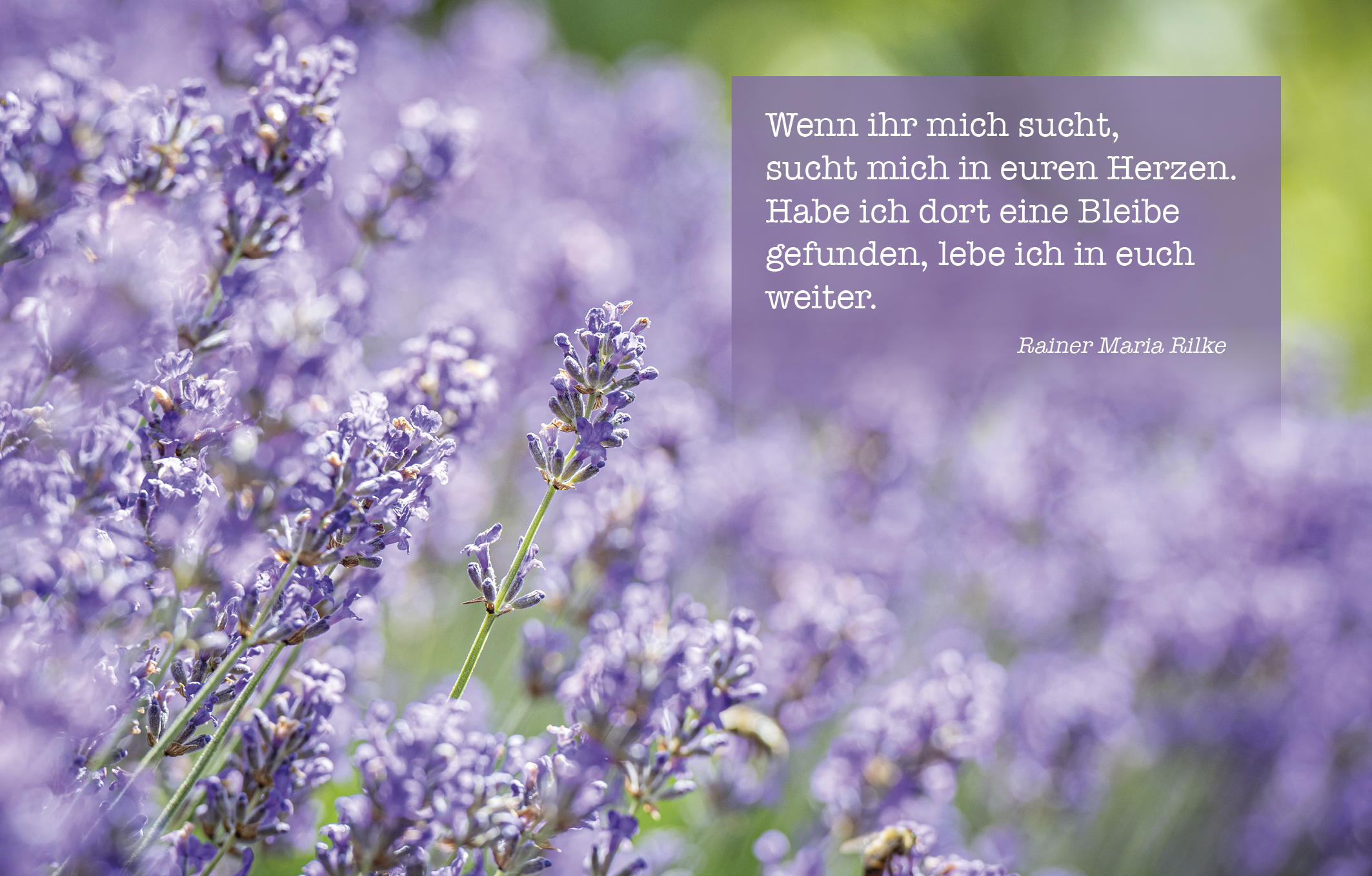 Sujet 04: Lavendel
