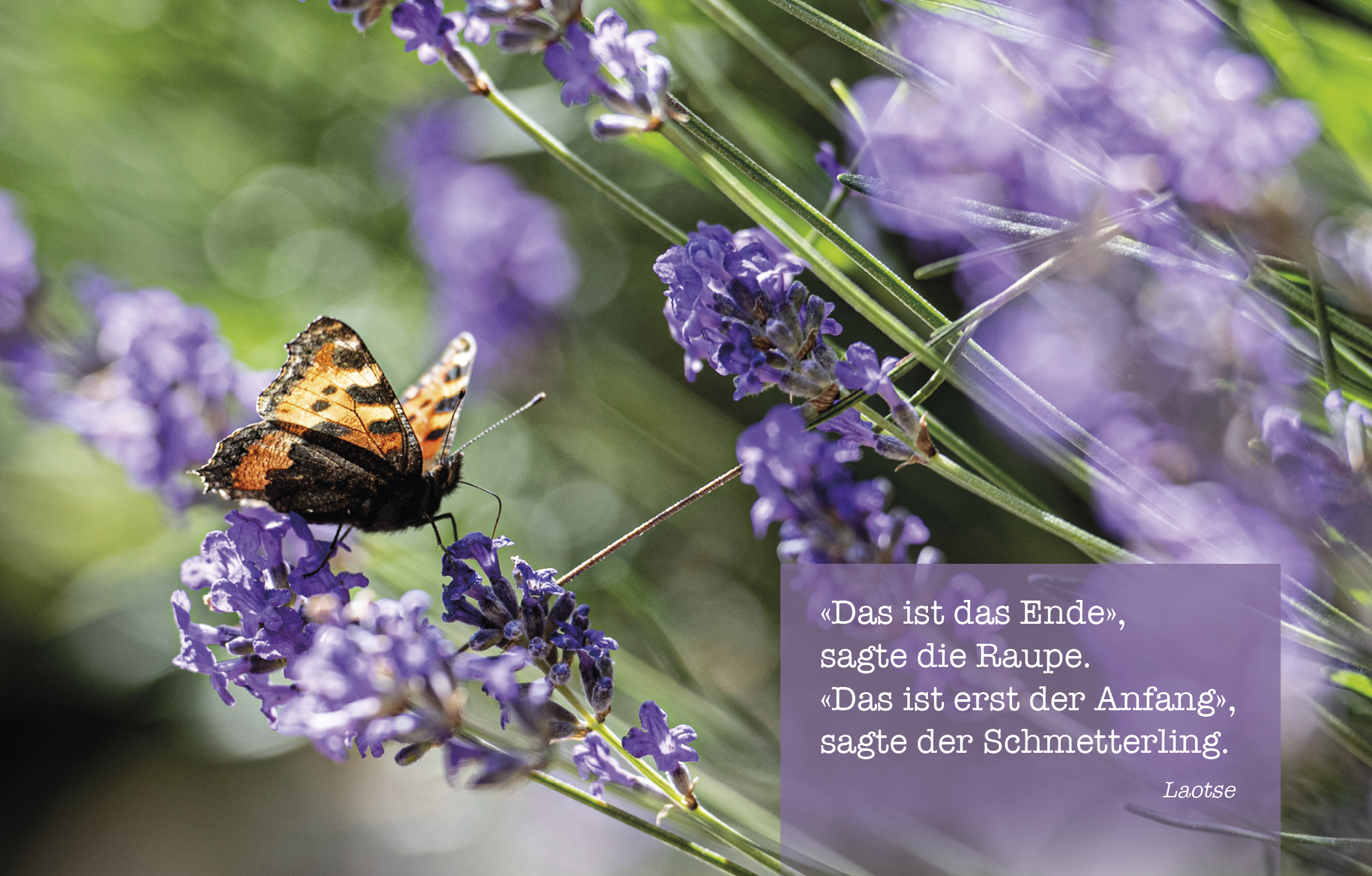 Sujet 05: Lavendel