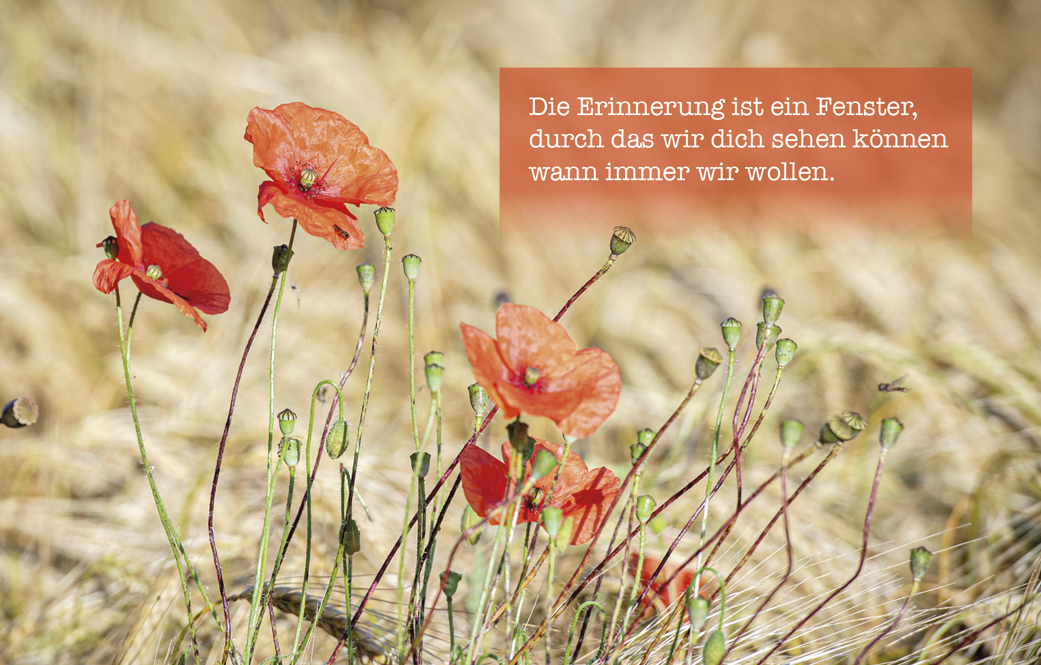 Sujet 02: Mohnblume