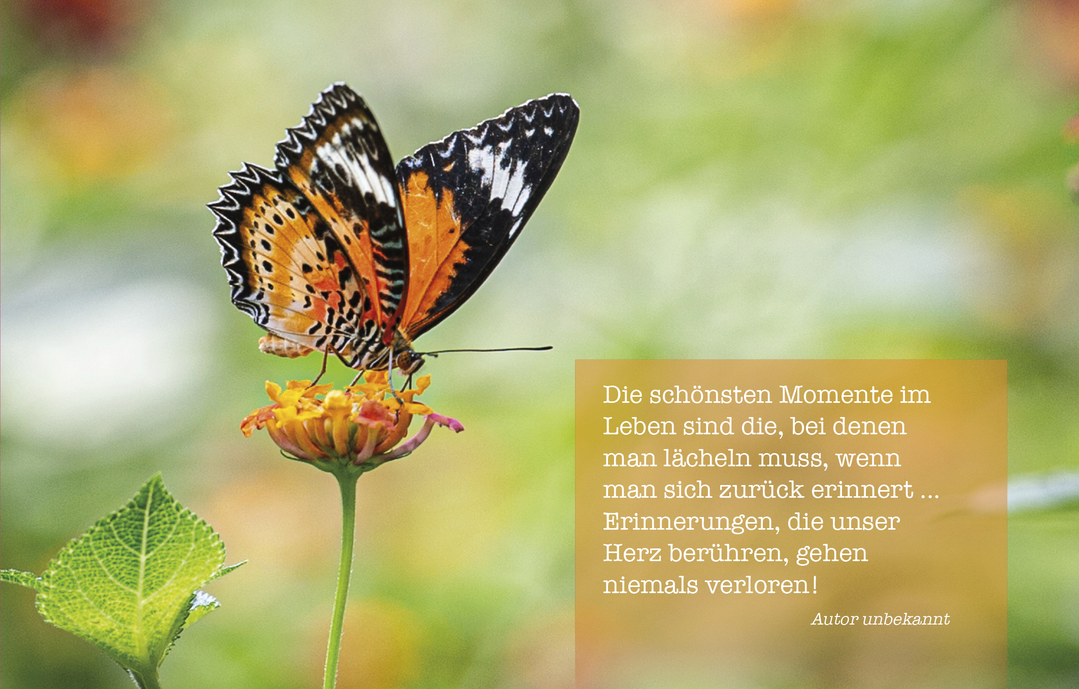 Sujet 07: Schmetterling