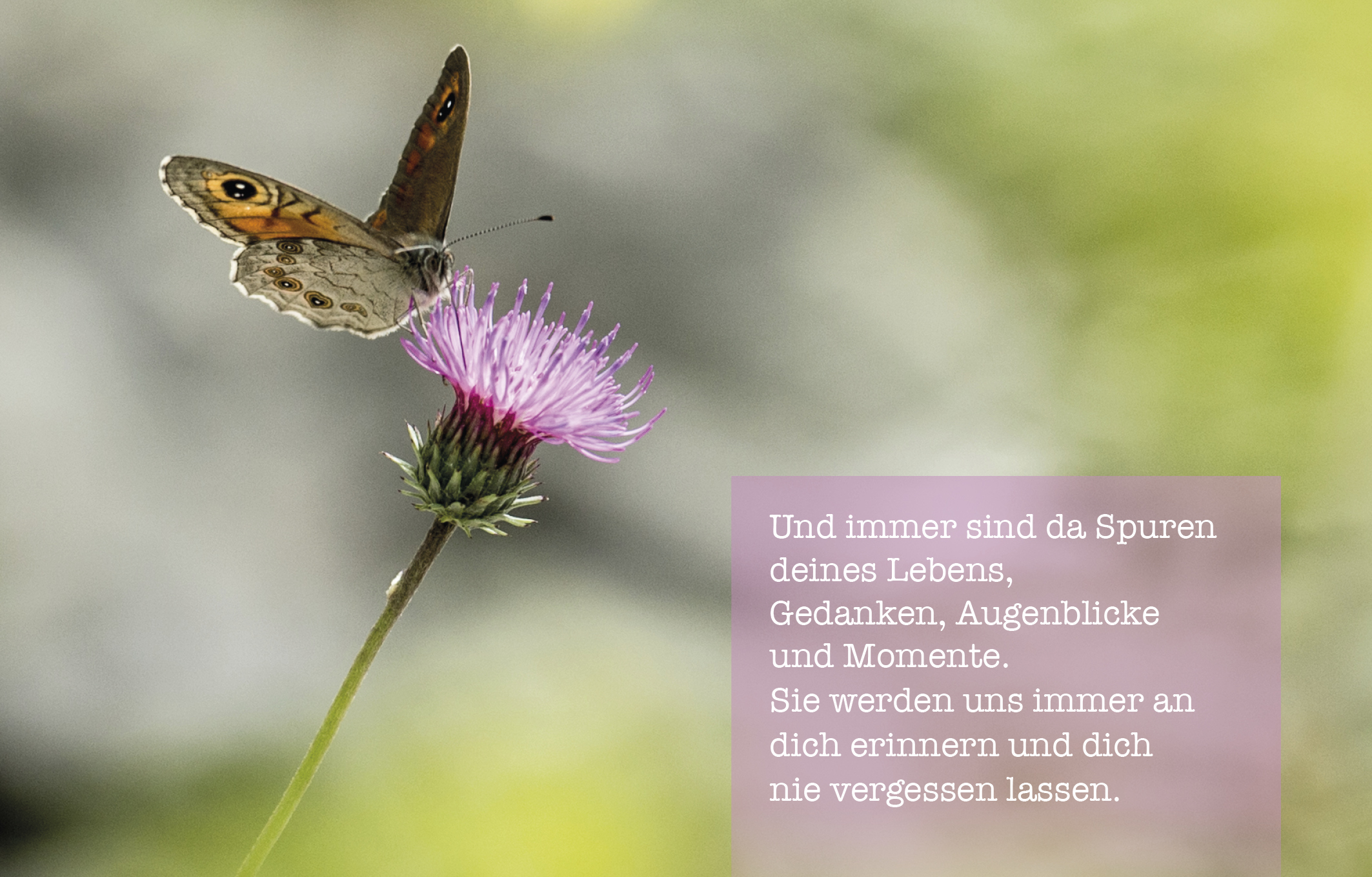 Sujet 08: Schmetterling